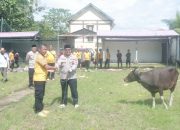 Idul Adha 1446 H, Polres Konsel Kurban 12 Sapi untuk Masyarakat dan Pesantren