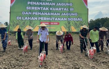 Dukung Ketahanan Pangan, Kapolda Sultra Bersama Forkopimda Laksanakan Penanaman Jagung Kuartal III di Kabupaten Konawe