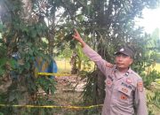 Masalah Rumah Tangga Berujung Duka, Warga Konawe Ditemukan Gantung Diri di Pohon Nangka