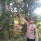 Masalah Rumah Tangga Berujung Duka, Warga Konawe Ditemukan Gantung Diri di Pohon Nangka