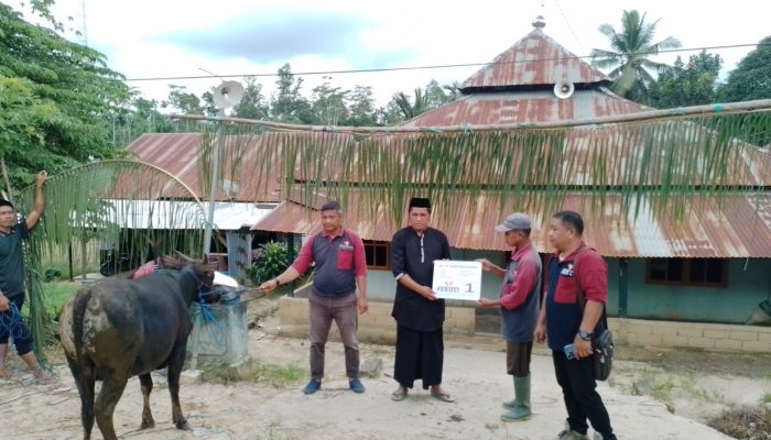 PT Marketindo Selaras Salurkan Hewan Kurban di Angata Konsel, Wujud Kepedulian Sosial Iduladha 1447